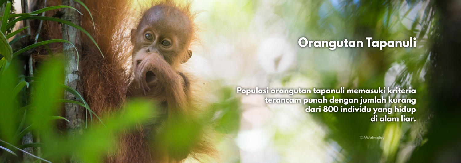 Orangutan Tapanuli (Pongo tapanuliensis) - keterangan