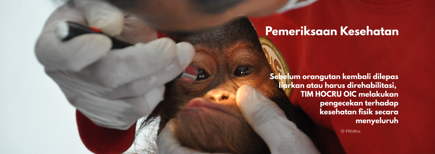 baby Orangutan Sumatera (Pongo abelii) - keterangan