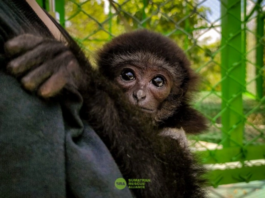 3 Owa ungko (Hylobates agilis),