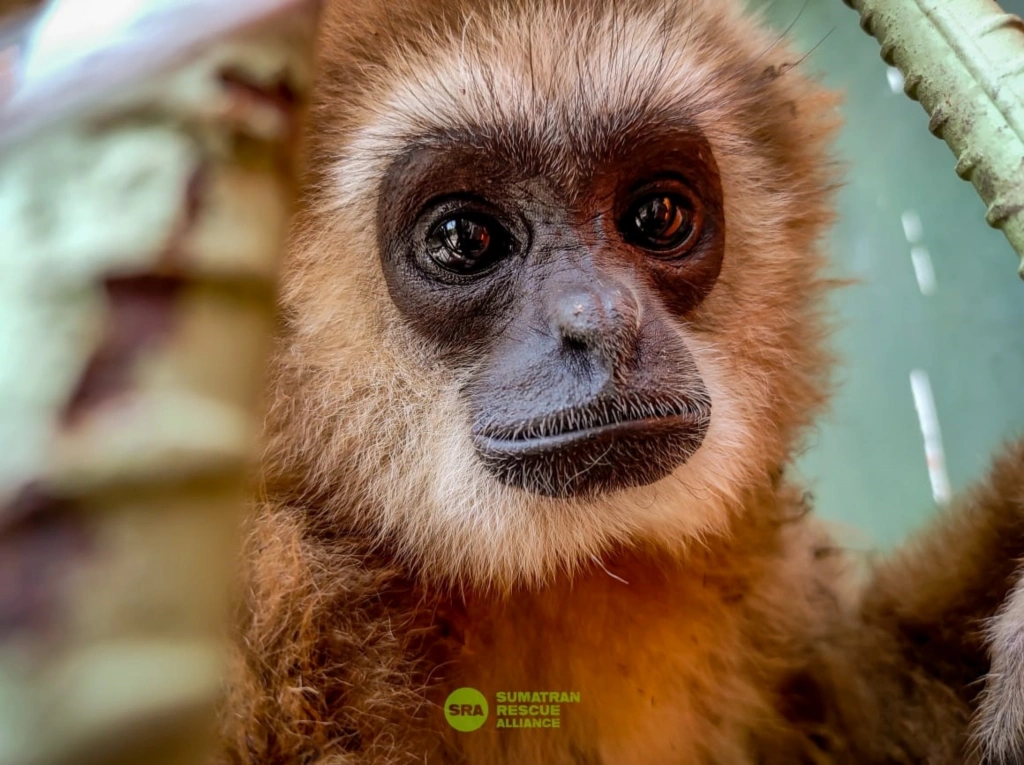 2 Owa sarudung (Hylobates lar)