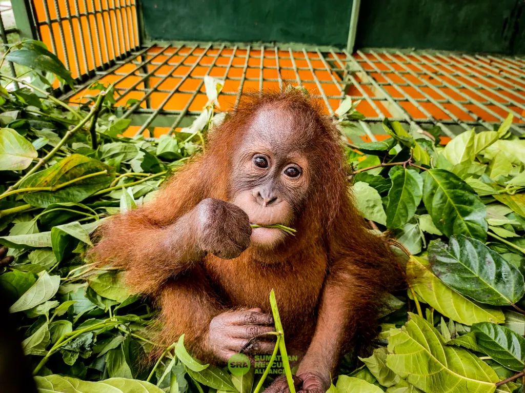 3 Orangutan (Pongo abelii)